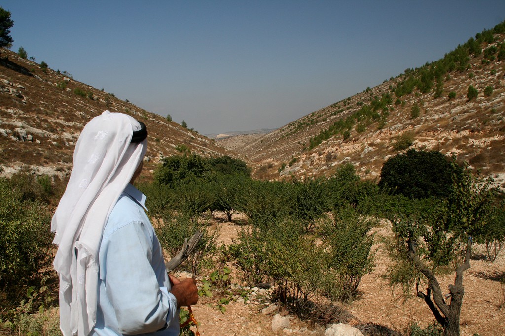Palestine, Land of Olives and Vines