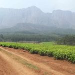 Mulanje Mountain Cultural Landscape